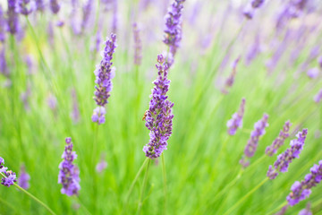 Obraz premium Lavender flowers blooming background