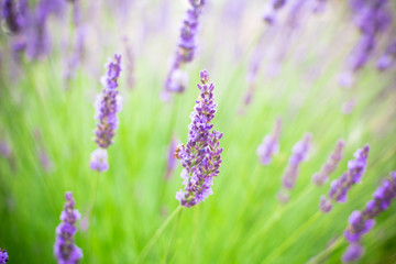 Lavender flowers blooming background