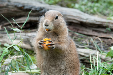 black tailed prairie dog eating a carrot