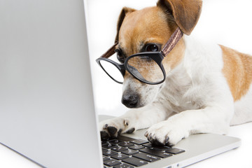 computer dog © Iryna&Maya