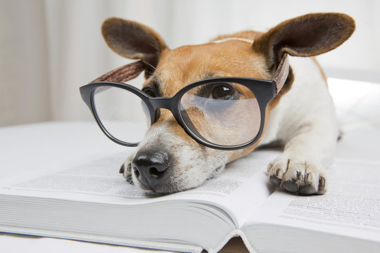 Tired reading books study dog