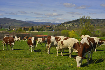 Fototapeta na wymiar Vaches sur fond d'Ardèche, département de l' Ardèche en région Auvergne-Rhône-Alpes, France