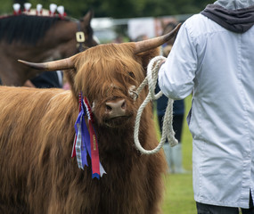 Highland Cow in Show Ring