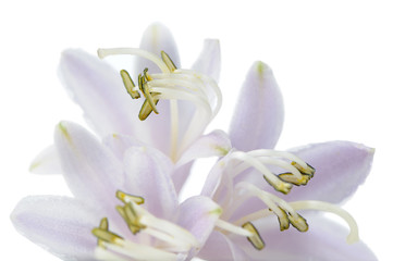 Fototapeta na wymiar Hosta (Funkia or Plantain Lily) Flower on White Background