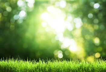Photo sur Plexiglas Printemps green grass in sunny forest