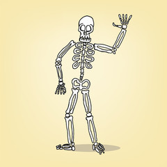 cartoon skeleton