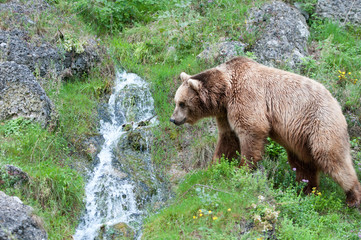 european brown bear going to drink water from a mountain brook