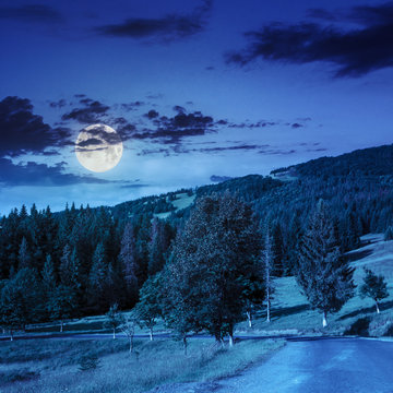 going to coniferous forest at night