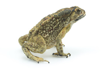 Toad isolated on white background