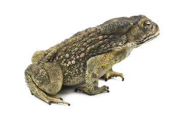 Toad isolated on white background
