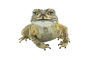 Toad isolated on white background