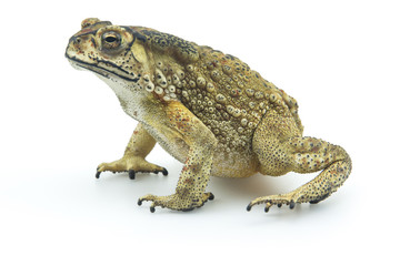 Fototapeta premium Toad isolated on white background