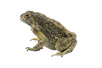 Toad isolated on white background