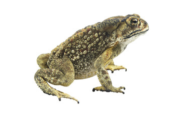 Toad isolated on white background