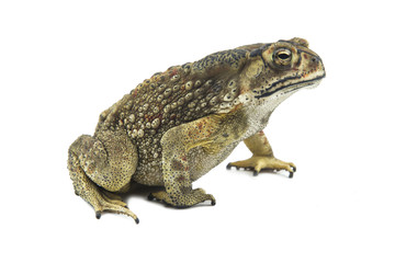 Toad isolated on white background