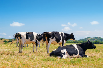 Black and white cows grazing in the farmland