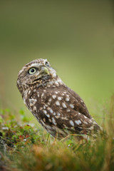 Little owl