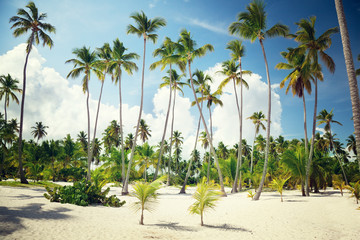 palms in Dominican