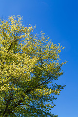 Spring Green Tree Under Blue Sky