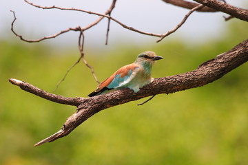 ghiandaia marina uccello sudafrica