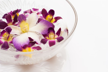 Orchid flower floating in water in a glass bowl