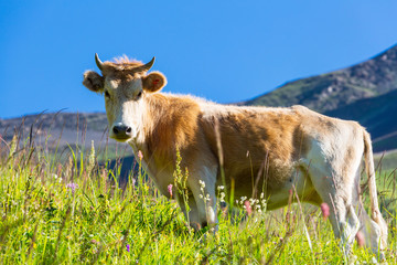 Fototapeta premium Cow