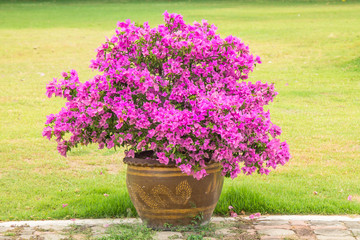 Bougainvillea in pot.