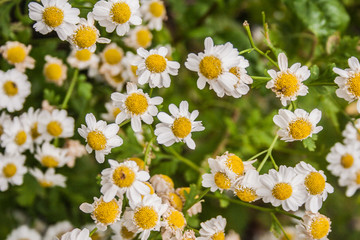 Fototapeta premium Giardino Botanico Dublino