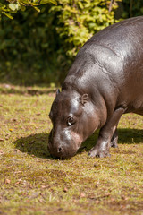 Small hippopotamus looking for food