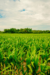 Fototapeta na wymiar Fresh green corn crops on a field