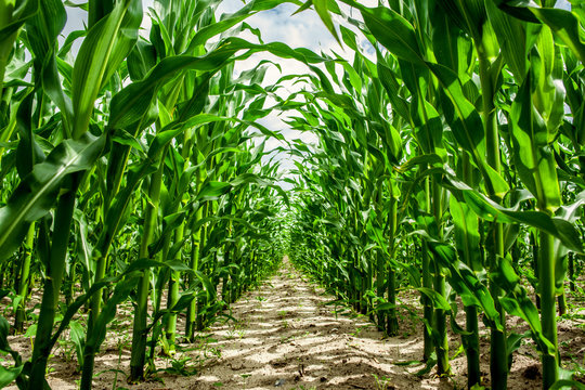 High corn crops on a row