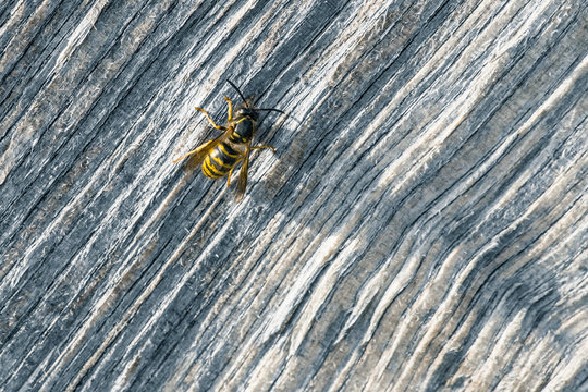 Big wasp on a piece of wood