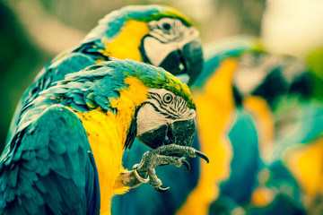 Macaw parrots sitting on a row