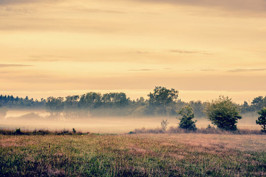 Misty meadow landscape