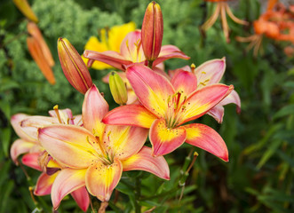 Obraz premium pink lily flowers