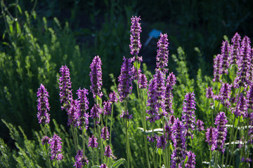 Lavendel
