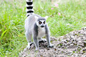 catta lemur on a stone heap
