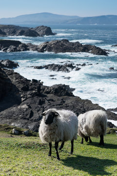 Connemara blackface Schafe