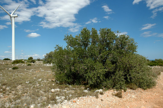 Olivier + &eacute;olienne