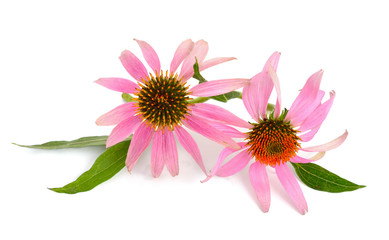 Echinacea purpurea