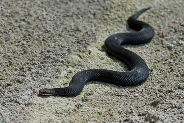 Common European Adder (vipera berus)