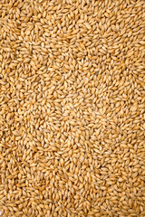 Wheat background view from the top close up - obrazy, fototapety, plakaty