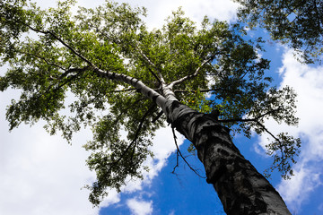 Fototapeta premium Birch and the sky