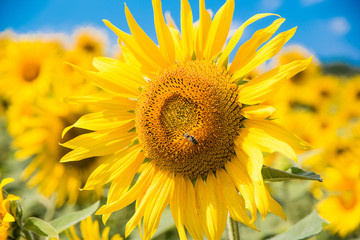 Sunflowerwith bee
