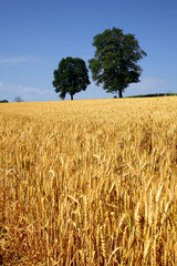 Field of grain with trees and blue sky