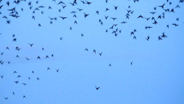 Kr&auml;hen fliegen schnell