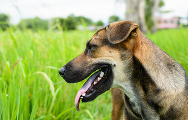Thai dog (primitive dog).