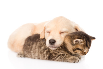golden retriever puppy dog sleep with british kitten. isolated o