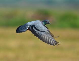 pigeon