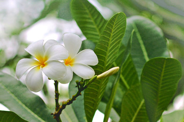 Close up of plumeria or frangipani blossom on the plumeria tree.